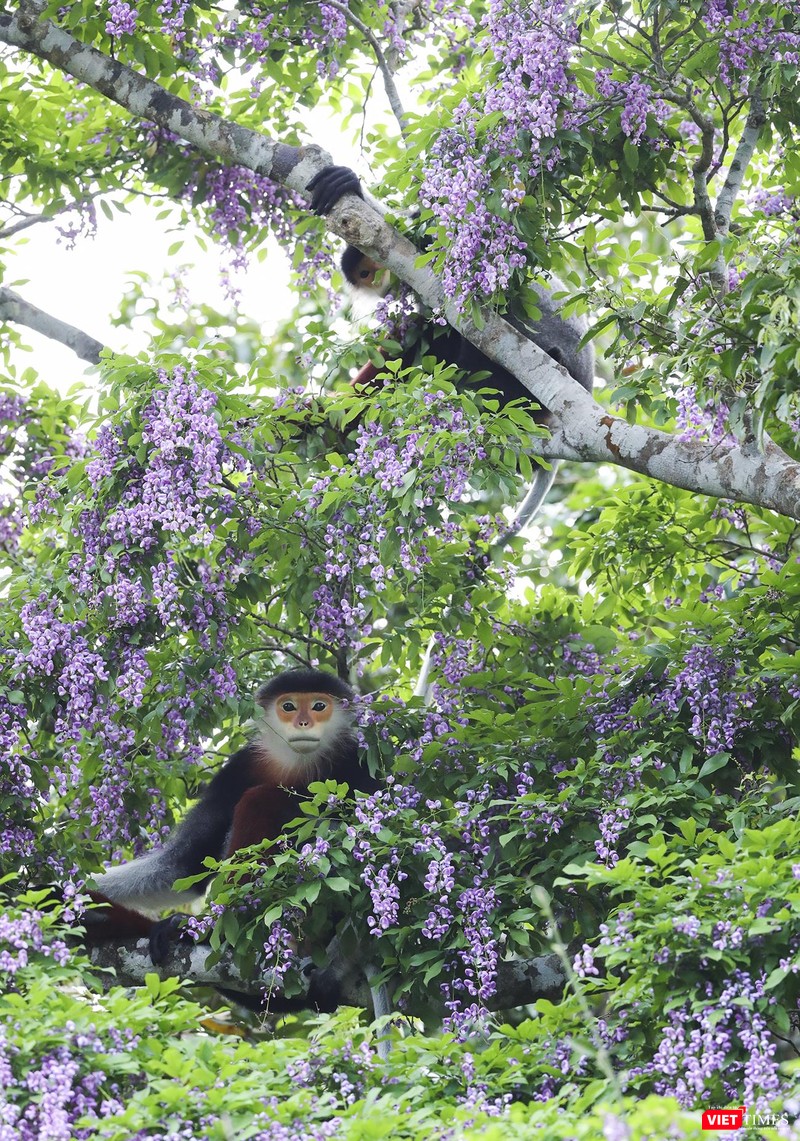 Vẻ đẹp khó tả của hoa thàn mát