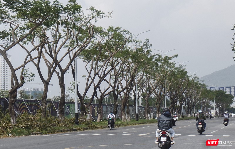 Cây xanh trên tuyến đường Trần Hưng Đạo (quận Sơn Trà) cũng bị cắt tỉa "thô bạo"