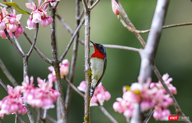 Hoa đào chuông luôn đi cùng với loài chim hút mật đặc hữu