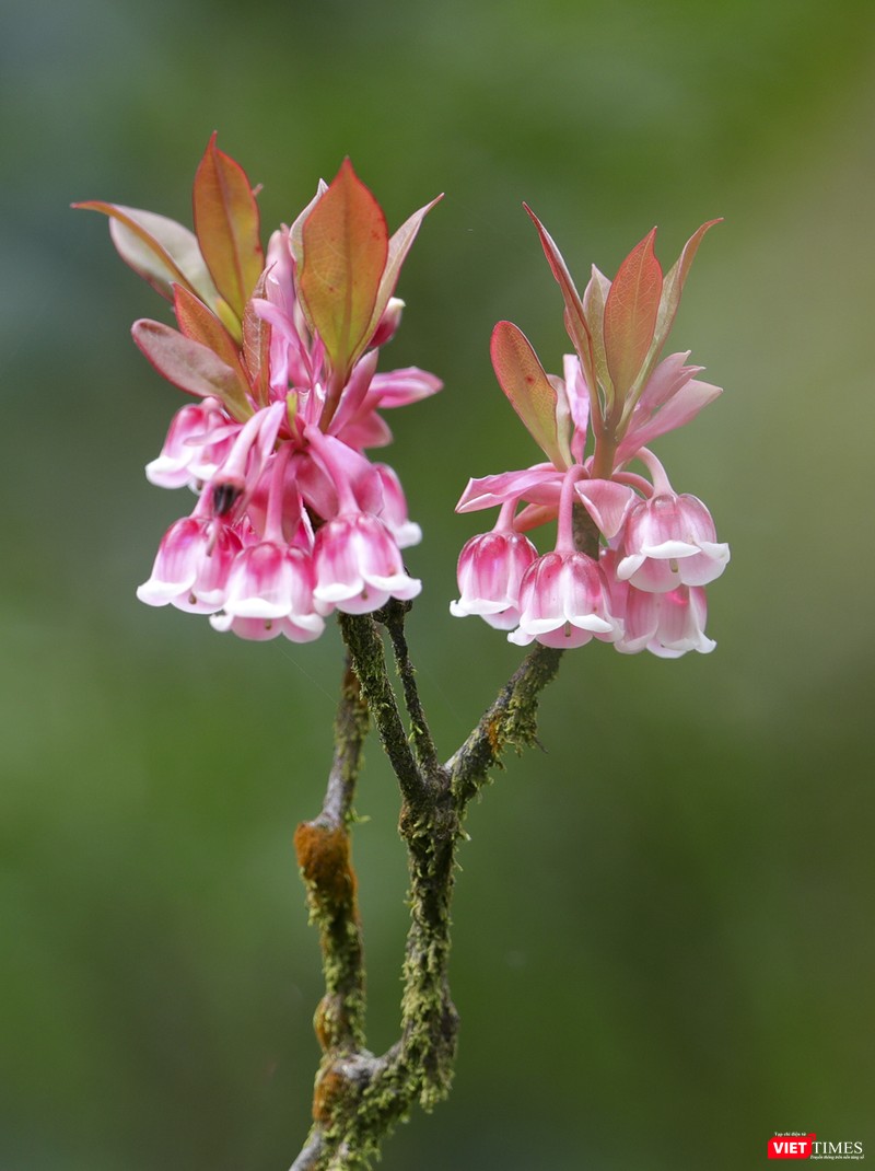 Những chiếc chuông nhỏ xíu trên những thân rêu gầy