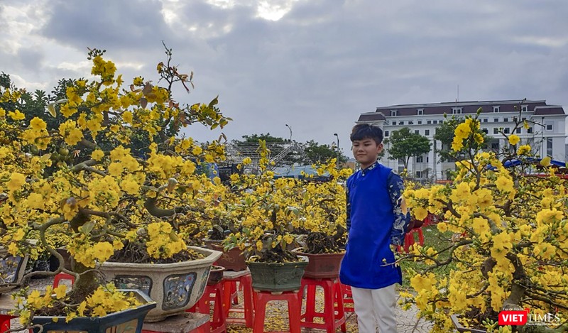 Một lượng lớn mai vàng được chuyển từ trong miền nam ra