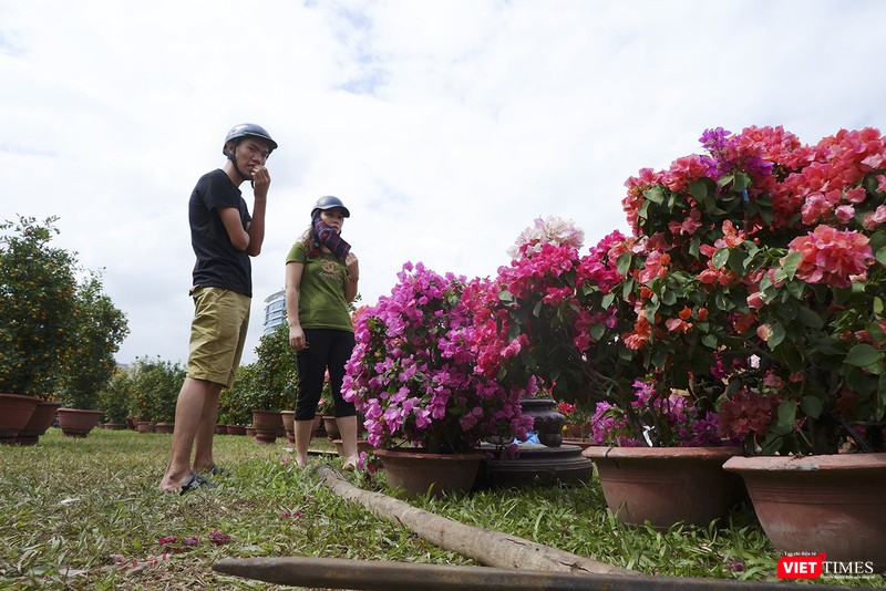 Lưỡng lự chọn hoa