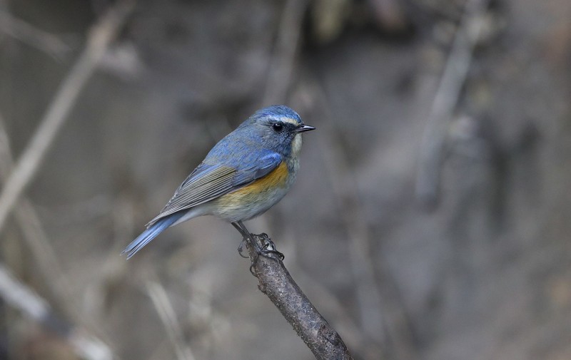 Chim oanh đuôi cụt lưng xanh con trống- tên khoa học Red - flanked Bluetail, Bluetail Robin