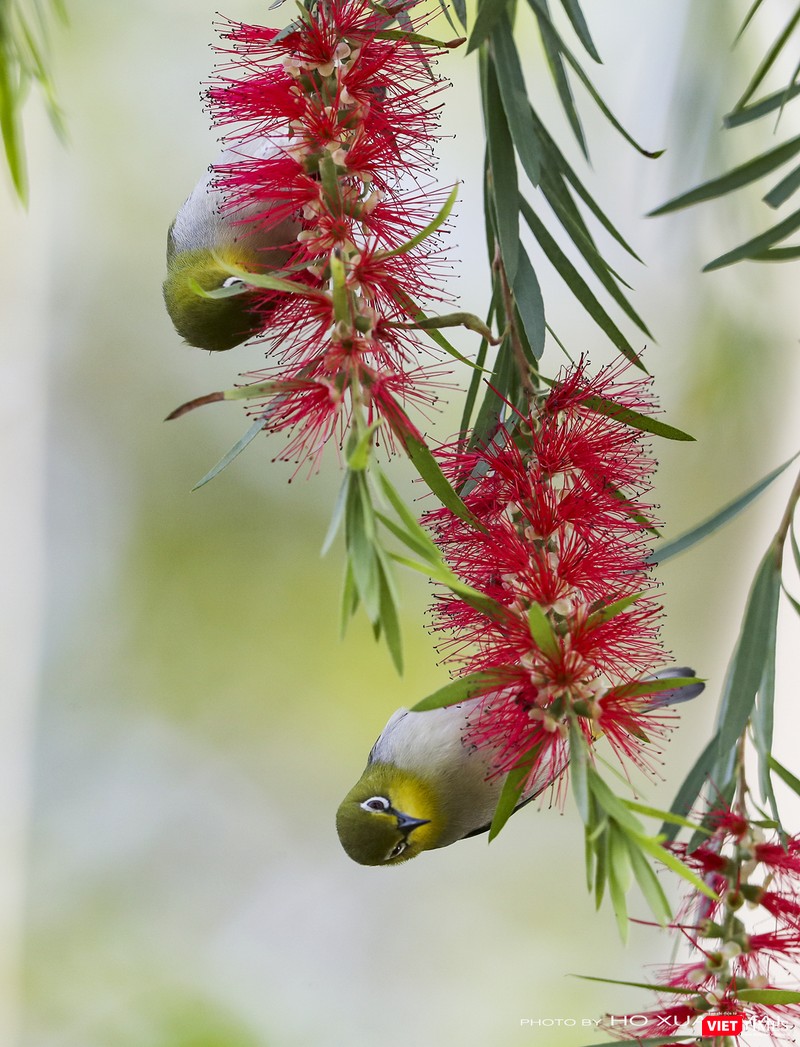 Vành khuyên cổ vàng, loài chim thường di cư theo bầy