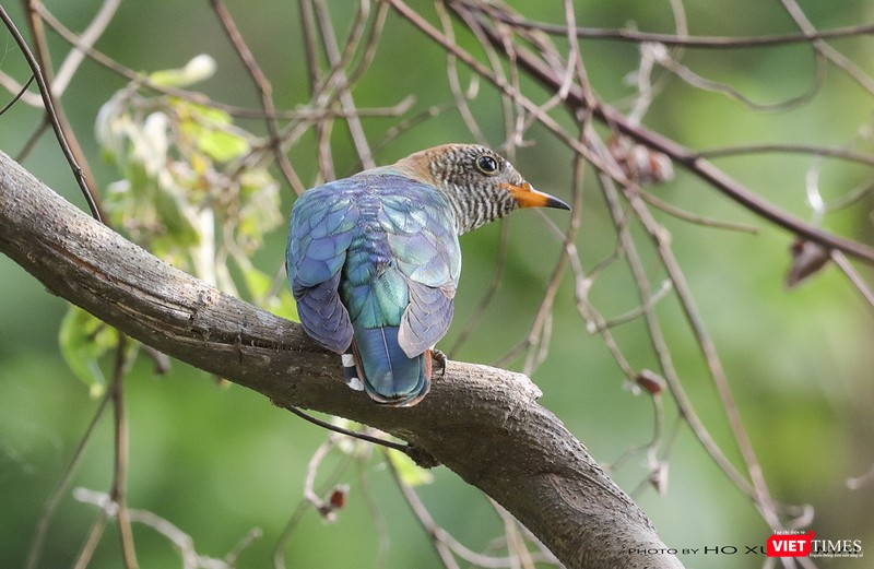 Chim tìm vịt xanh con mái- tên khoa học Emerald Cuckoo, fmale