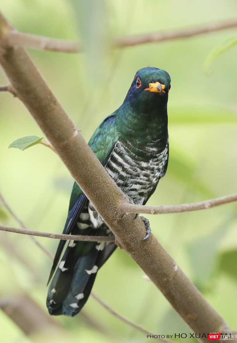Chim tìm vịt xanh con trống- tên khoa học Emerald Cuckoo, male với bộ lông xanh đặc trưng