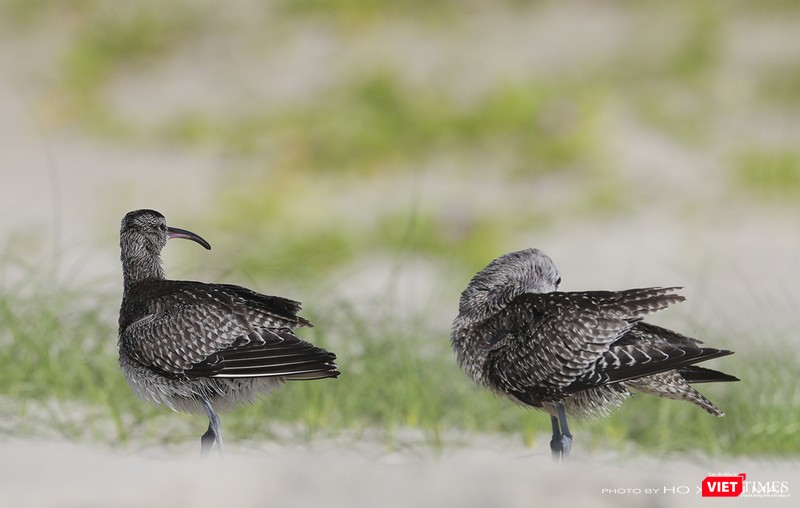 Choắt mỏ cong nhỏ - tên khoa học Whimbrel, một loài di cư mới phát hiện tại khu vực biển chân núi bán đảo Sơn Trà