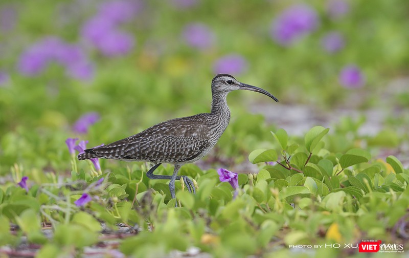 Một cá thể choắt mỏ cong nhỏ đang kiếm ăn trong những bụi hoa muống biển dưới chân núi Sơn Trà