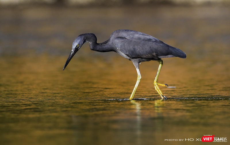 Cò đen - tên khoa học Pacific Reef-Heron, một loài di cư hiếm thấy đã xuất hiện ở ven biển bán đảo Sơn Trà trong mùa di cư năm 2019