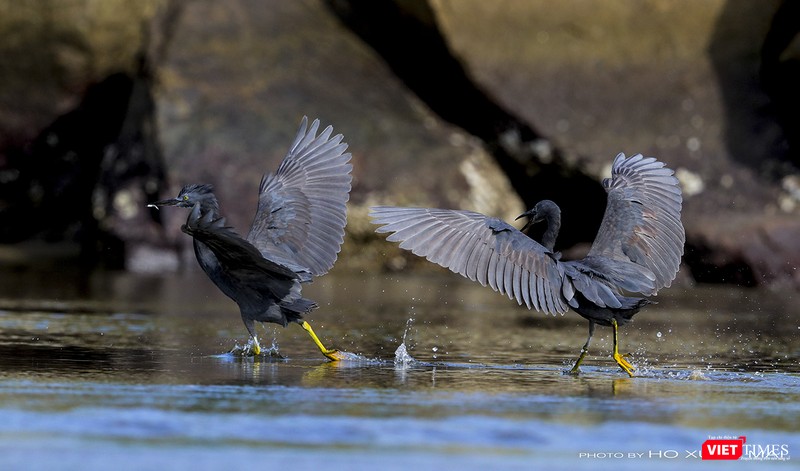 Một đôi cò đen đang săn mồi