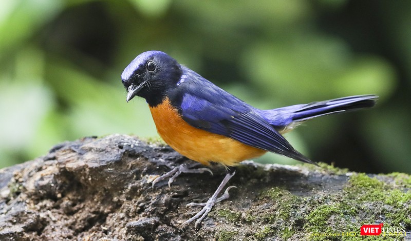 Đớp ruồi cằm đen con trống - Fujien Niltava Flycatcher, male