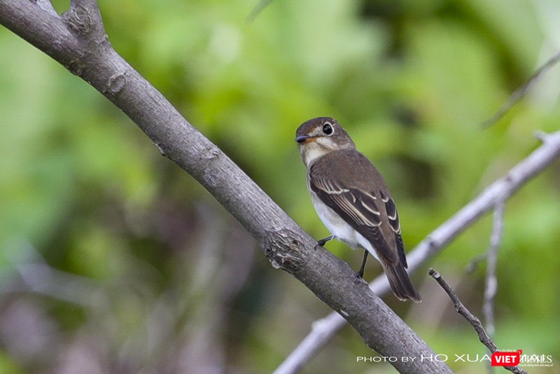 Đớp ruồi châu Á, loài di cư có mặt ở Sơn Trà từ rất sớm