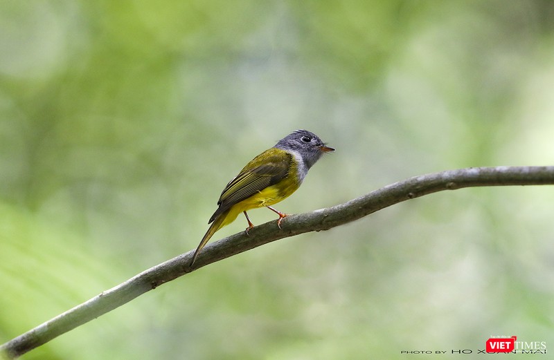 Đớp ruồi đầu xám – tên khoa học Culicicapa ceylonensis, một trong những loài đớp ruồi di cư về rừng Sơn Trà và đang thích nghi tại đây