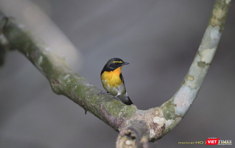 Đớp rồi lưng vàng – tên khoa học Narcissus Flycatcher
