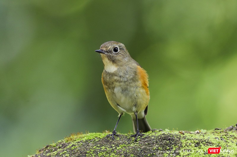 Chim oanh đuôi cụt lưng xanh con mái- tên khoa học Red - flanked Bluetail, Bluetail Robin