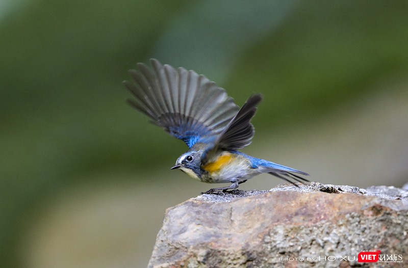 Một cá thể oanh lưng xanh đuôi cụt trong vũ điệu gọi bạn tình