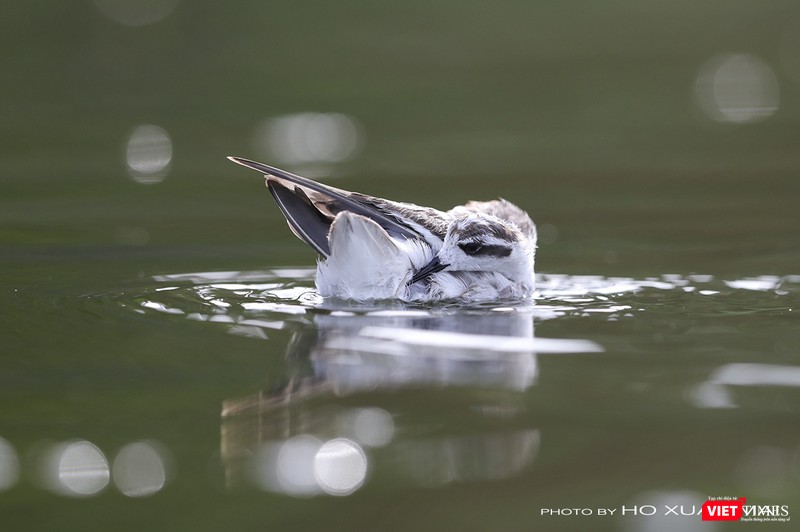 Chim giẻ cổ đỏ - tên khoa học Red-necked Phalarope, loài chim nước di cư, chuyên ăn giun nước ở các hồ nước