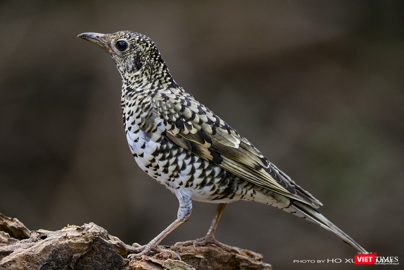 Hoét vằn còn có tên là sáo đất, một loài di cư mới xuất hiện tại Sơn Trà trong mùa chim di cư 2019