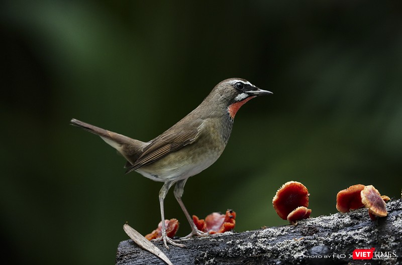 Oanh cổ đỏ - tên khoa học Siberian Rubythroat, di cừ từ vùng Siberi về Sơn Trà