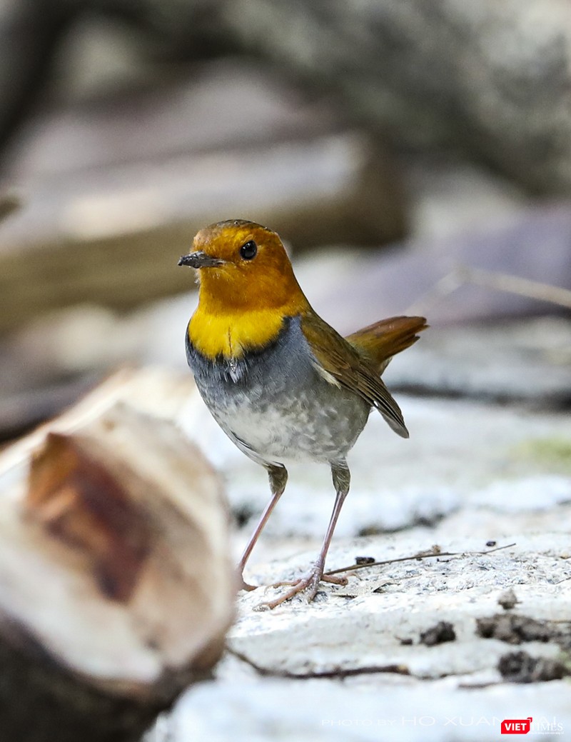 Sự xuất hiện của cá thể oanh mặt đỏ Nhật Bản ở Sơn Trà trong mùa chim di cư năm 2019 được giới đam mê động vật hoang dã săn đuổi, ghi hình