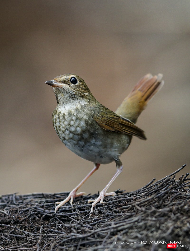 Chim oanh cổ trắng - tên khoa học Rufous-tailed Robin