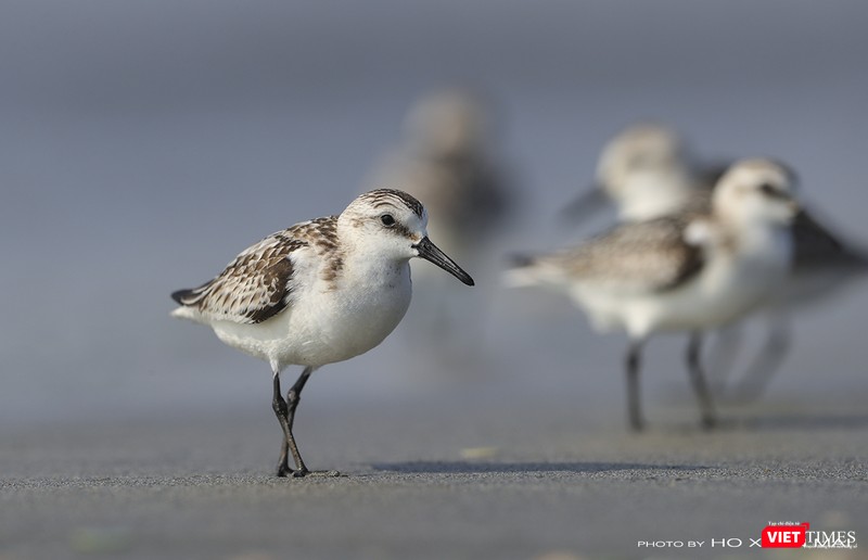 Một cá thể giẻ cổ xám đang kiếm ăn