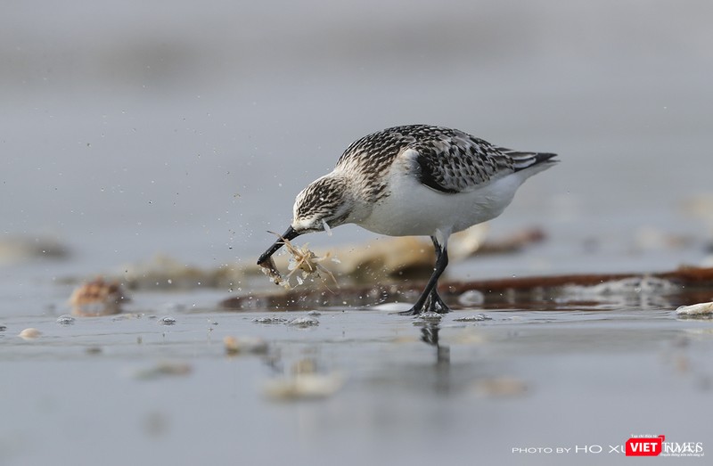 Một cá thể giẻ cổ xám kiếm ăn tại khu vực bãi biển dưới chân núi Sơn Trà