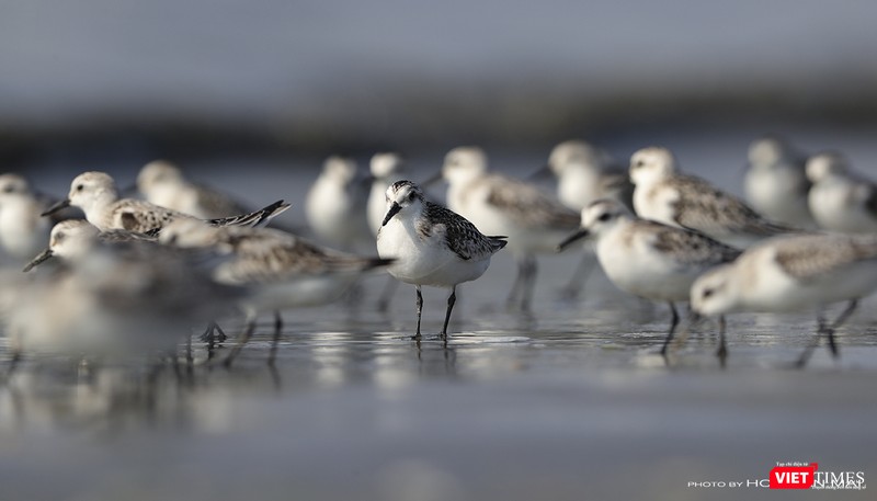 Một bầy giẻ cổ xám kiếm ăn nơi chân sóng bên dưới chân bán đảo Sơn Trà