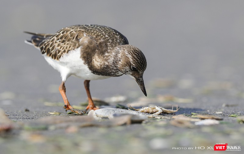 Chim giẻ khoang – tên khoa học Ruddy Turnstone (Arenaria interpres )