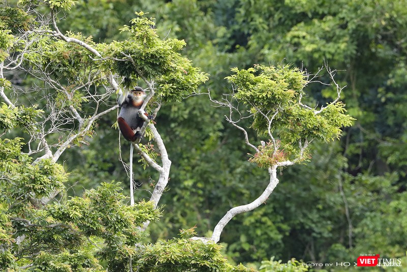 Voọc chà vá chân nâu, loài linh trưởng đặc hữu ở Sơn Trà