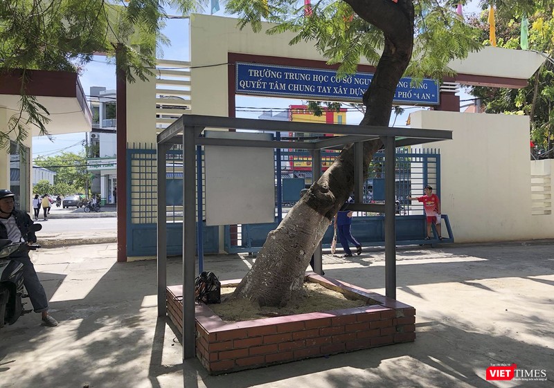 Sở GD&ĐT Đà Nẵng yêu cầu các trường không được đốn hạ cây xanh