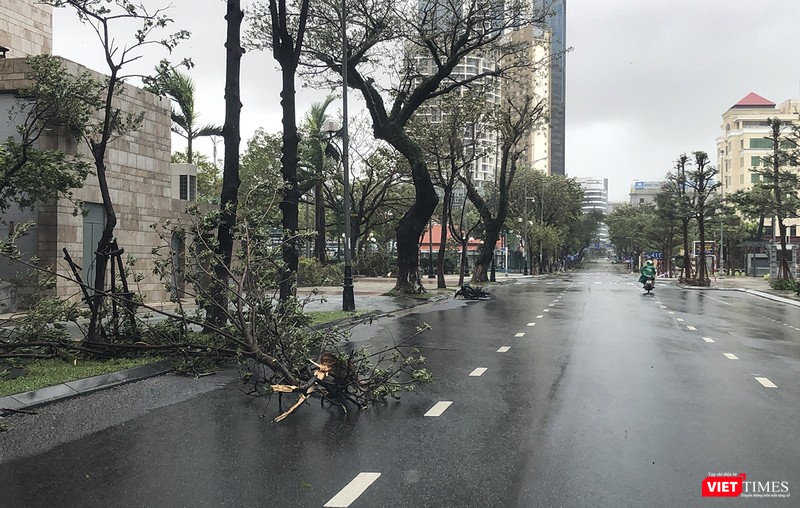 Cây xanh trên đường Trần Phú trước Trung tâm hành chính TP bị gãy