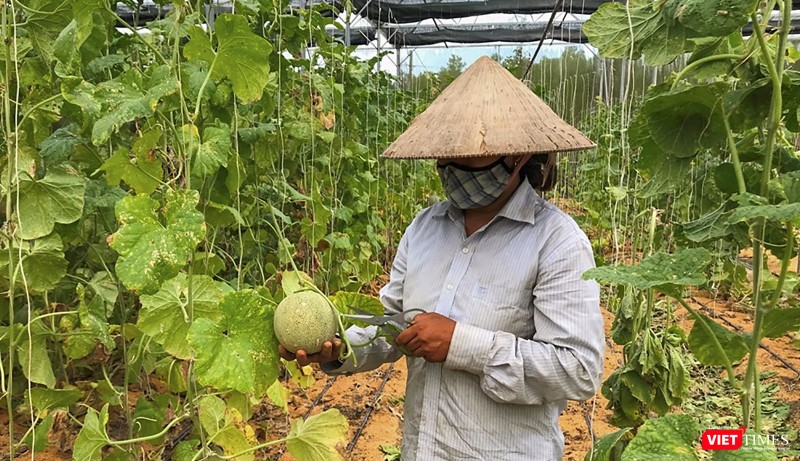 Nông dân Đà Nẵng trồng dưa lưới bằng kỹ thuật canh tác mới (ảnh H.H)