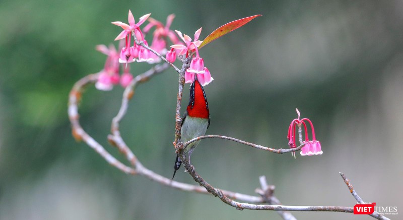 Hoa đào chuông trên đỉnh Bà Nà khoe sắc xuân