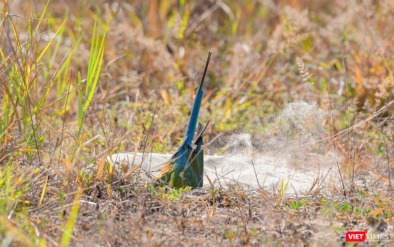 Chim trống tiếp tục đào hang dưới đất để chim mái vào đẻ trứng