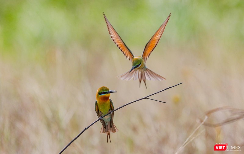 Để tán tỉnh được con mái, chim trống phải bắt mồi về và đút cho con mái