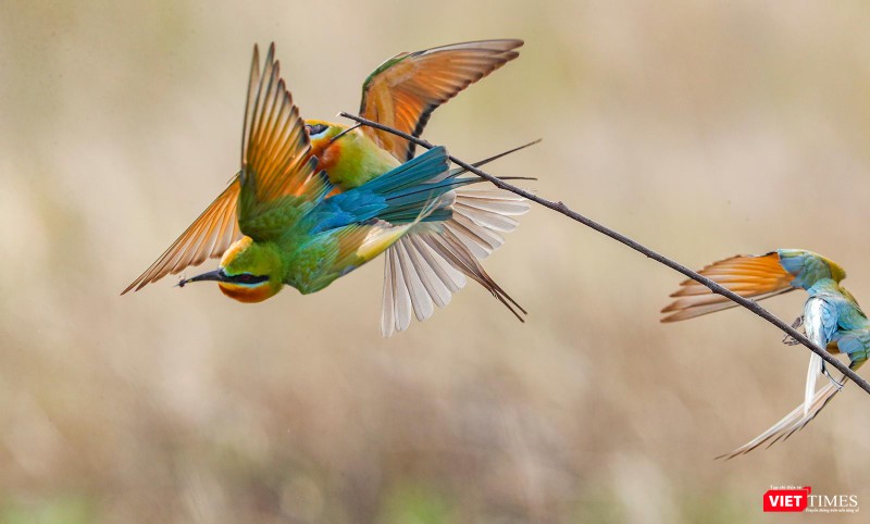 Pha tranh giành... sinh tử