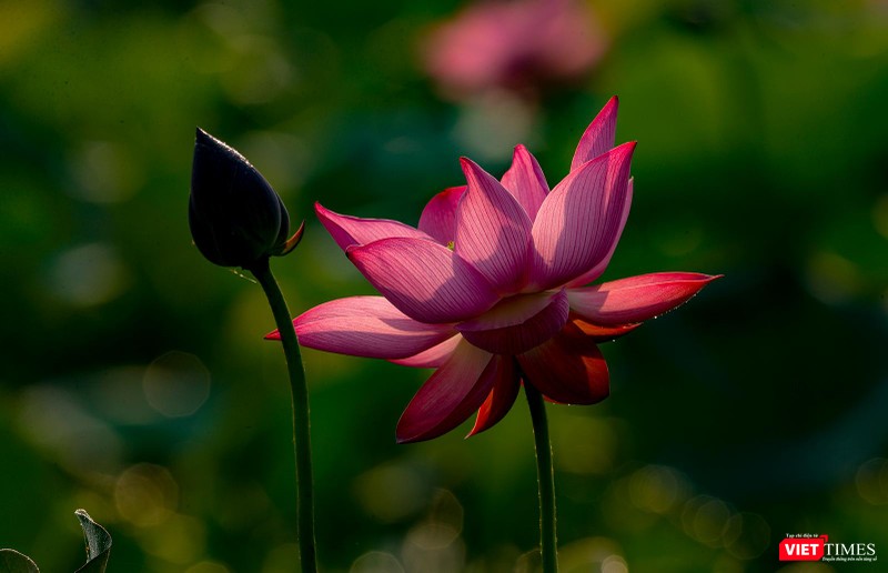 Dưới ánh nắng ban man