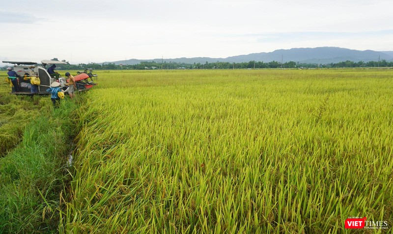 Nông dân huyện Hoà Vang khẩn trương thu hoạch, đưa lúa về nhà