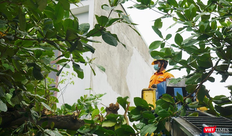 Công nhân cắt tỉa cây xanh