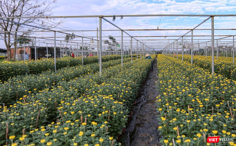 Làng hoa Dương Sơn (Đà Nẵng) vào vụ Tết