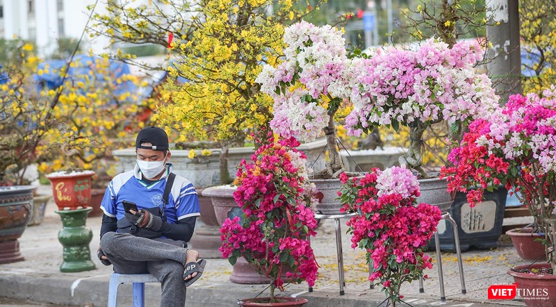 Một chủ lô bán cây cảnh chờ khách mua