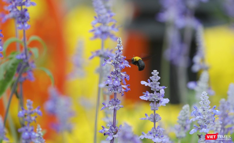 Hơi thở mùa Xuân