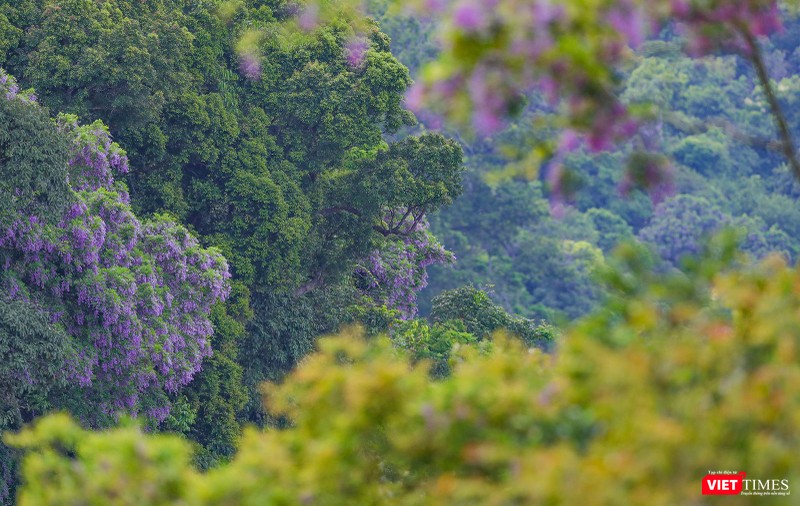 Nhưng cây thàn mác cổ thụ nở tím cả cánh rừng Sơn Trà