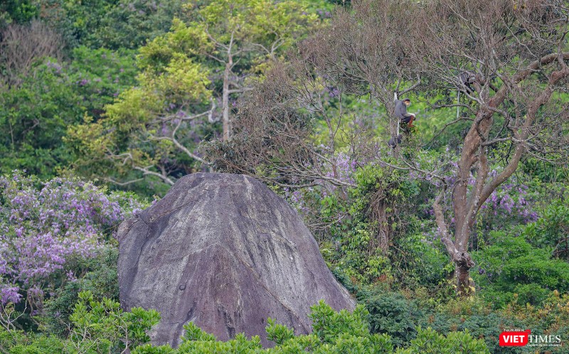 Một cá thể voọc trên những cánh cây khô