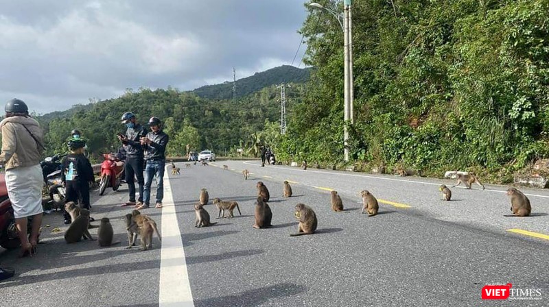 Tiếp xúc với động vật hoang dã, khỉ làm gia tăng nguy cơ mắc bệnh đậu mùa khỉ (ảnh FANPAGECUUHODONGVAT)