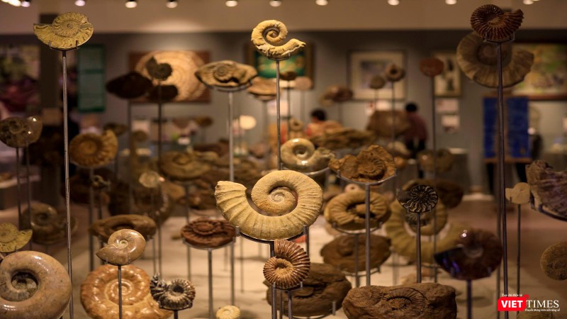 Mẫu vật ốc anh vũ hoá thạch