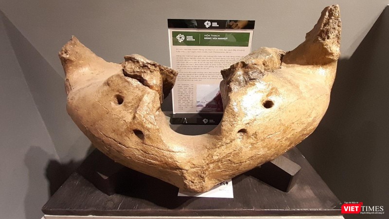 Hoá thạch răng voi ma-mút