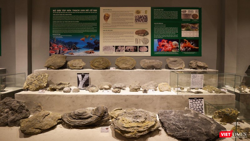 Bộ sưu tập hoá thạch san hô cổ đại