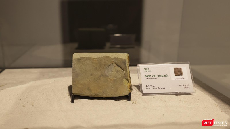 Một động vật dạng đĩa hoá thạch